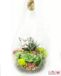 Succulent Terrarium - Hanging Rope Glass