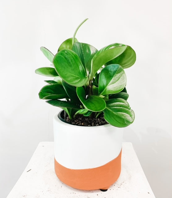 Tropical Plant in Designer Vase - Medium