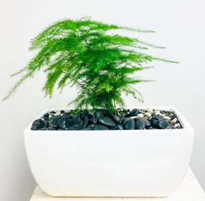 Asparagus Fern in Designer Vase