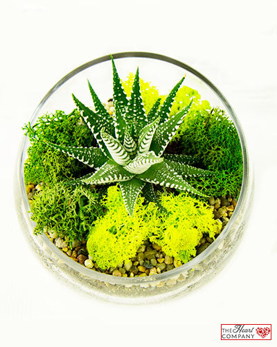 Zebra Plant Terrarium - Slant Glass