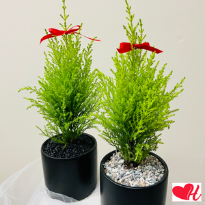Mini Christmas Tree in Designer Vase - Medium